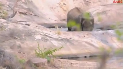 Майка слоница спасява своето малко от удавяне!