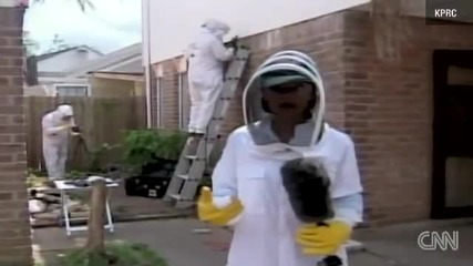 Пчели превръщат къща в огромен кошер