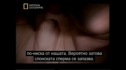 В утробата : животните - National Geographic + Bg subs част4/4