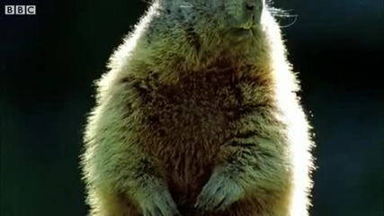 Смях с говорещи животни Hd