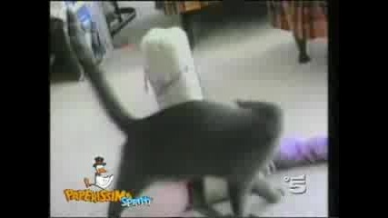 Kotki Oligofreni :d:d