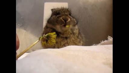Най - сладкото зайче яде цвете 