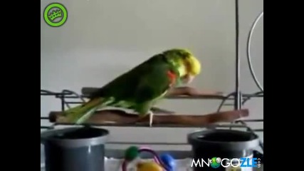 Папагал имитира плачещо бебе
