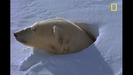 Polar Bear Mom and Cubs