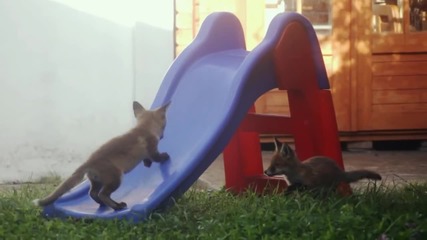 Сладки лисичета играят на пързалка