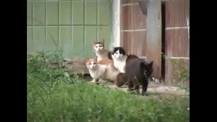 Плъх Напада Котки