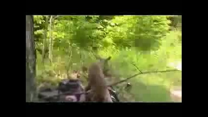 Малък елен напада дебел човек - смях 