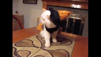 Котка сладур ...