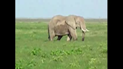 Слонове Правят Секс 