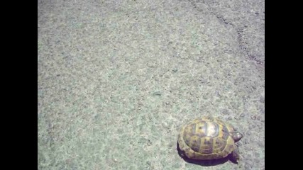 костенурка