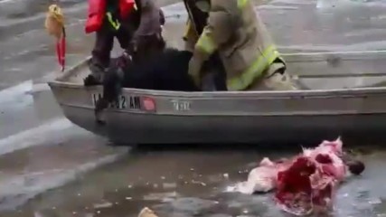 Пожарникари спасяват куче в замръзнала река