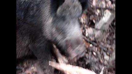 Лов на дива свиня в село Кубадин 2 