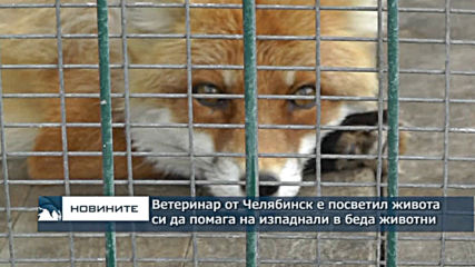 Ветеринар от Челябинск посвети живота си, за да помага на изпаднали в беда животни