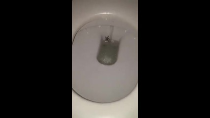Паяк в Тоалетната Чиния