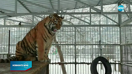 В Русия се появи пеещ тигър