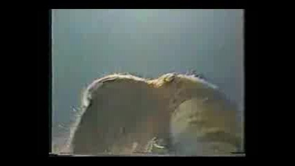 Blackfoot - Good Morning