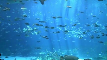 Hd Най - големия аквариум в Света Georgia Aquarium 