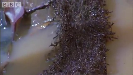 Ants Vs Crabs - a surprising winner! - Ant Attack - Bbc wildlife 