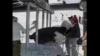 Щраус Кара Ски 