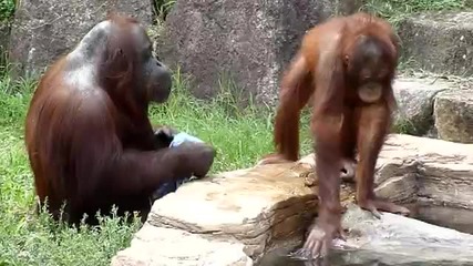 Как се борят маймуните срещу жегата