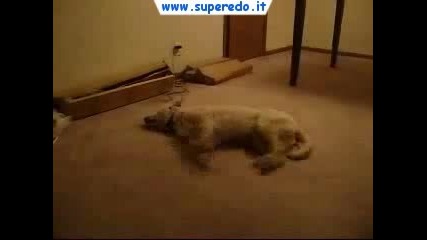Спящо кученце