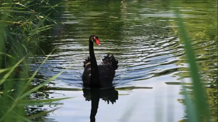 Within Temptation ~ The Swan Song