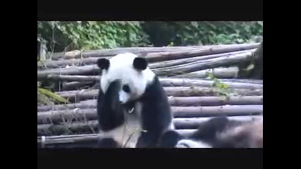 Пандата не издържа (смях) 