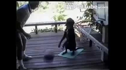 Куче играе баскетбол 