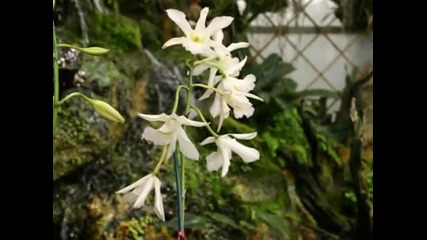 American Orchid Society 