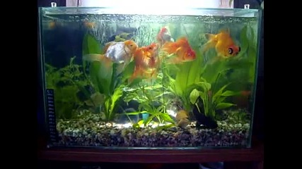Goldfish Pavlov