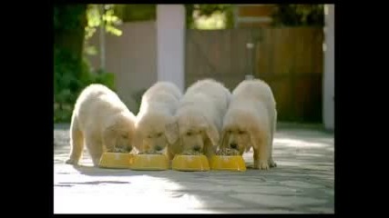 Pedigree Junior 