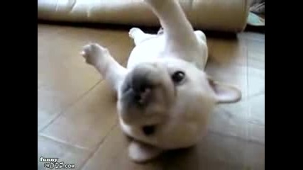 poor French Bulldog Cant Roll Over