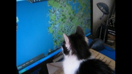 Коте си играе с мишка на компютър
