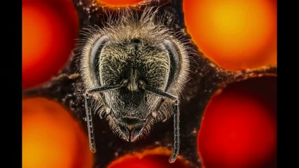 Вълнуващ поглед върху първите 21 дни от живота на пчелите