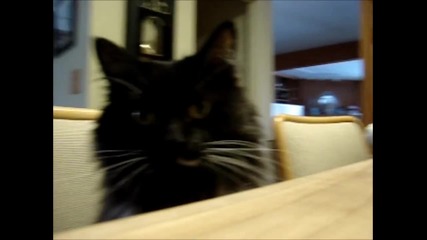 Тя осиновява тази стара котка от приют, но не подозираше това което ще видите във Видеото !