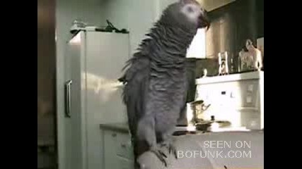 Beatboxing Parrot(qko)
