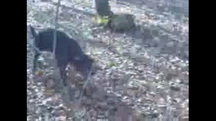 Видео003.3gp