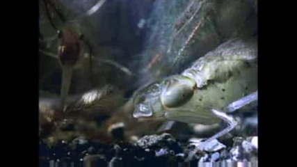 National Geographic - Frog Greentree Ifecycle