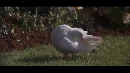 Pink Floyd - Goodbye Blue Sky - Video - [ Full Hd ]