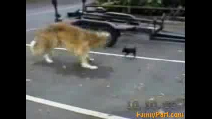 Компилация Смешни Кучета