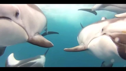 Делфини препускат стремглаво и в пълна хармония - Изключителни кадри
