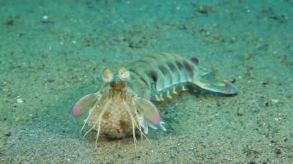 Mantis shrimp - Опасен и красив!