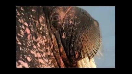 Wild Wonders of Europe - The Great North 