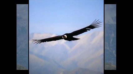 Врабчета - El Condor Passa 