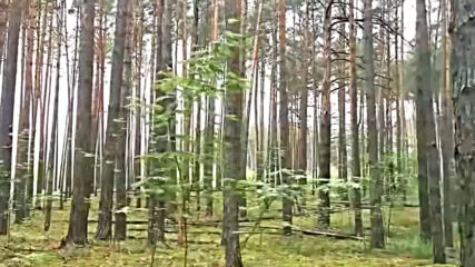 Музыка Сергея Чекалина - Тайга.