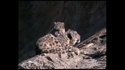 Снежен Леопард - BBC