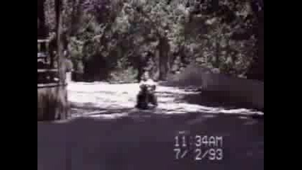 Funny Dogs