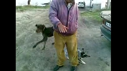 Лудо Куче Скача Като Кенгуру