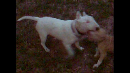 pitbull Ares Vs. bullterrier Rudi