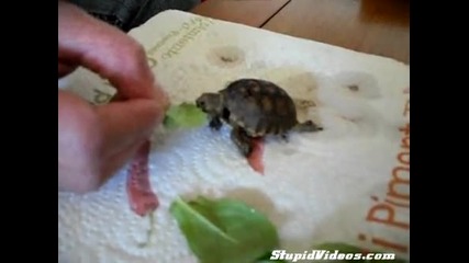 Малка костенурка похапва 